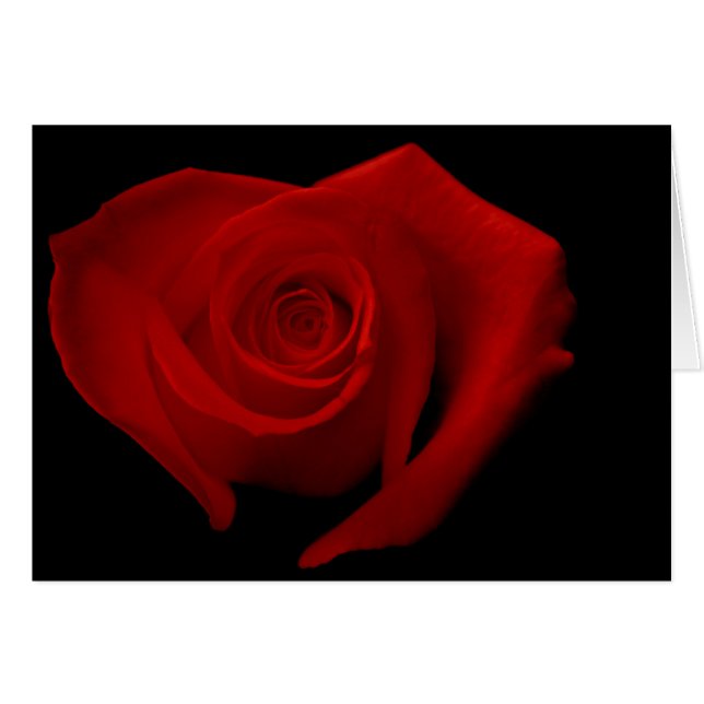 Rote Rose auf Schwarzem (Vorderseite (Horizontal))