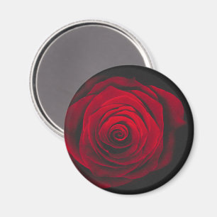 Rote Rose auf schwarzem Hintergrund Vintage-Effekt Magnet