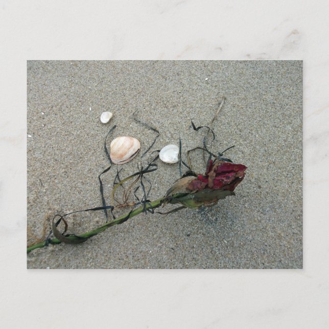 rote Rose auf See verloren Postkarte (Vorderseite)