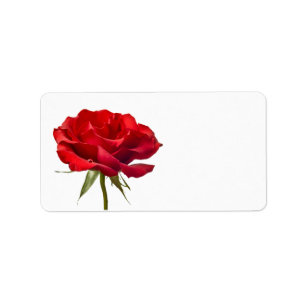 Rote Rose auf Weiß - kundengebundene Adressaufkleber