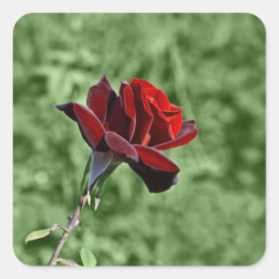 Rote Rose Aufkleber