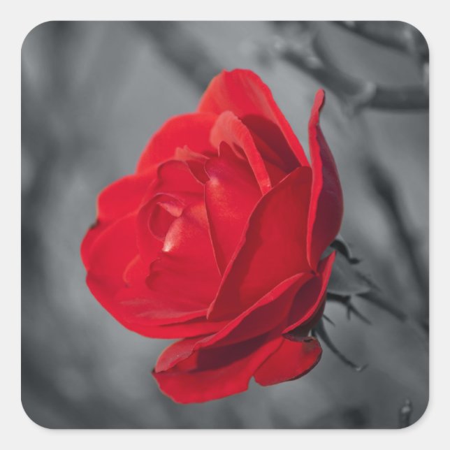 Rote Rose Aufkleber (Vorderseite)