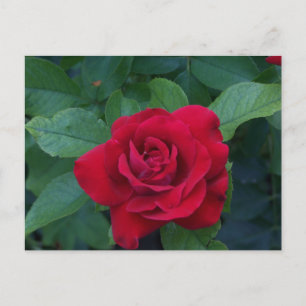 Rote Rose aus der Nähe Feiertagspostkarte