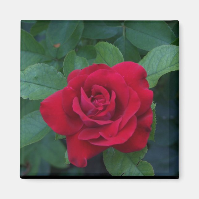 Rote Rose aus der Nähe Magnet (Vorne)