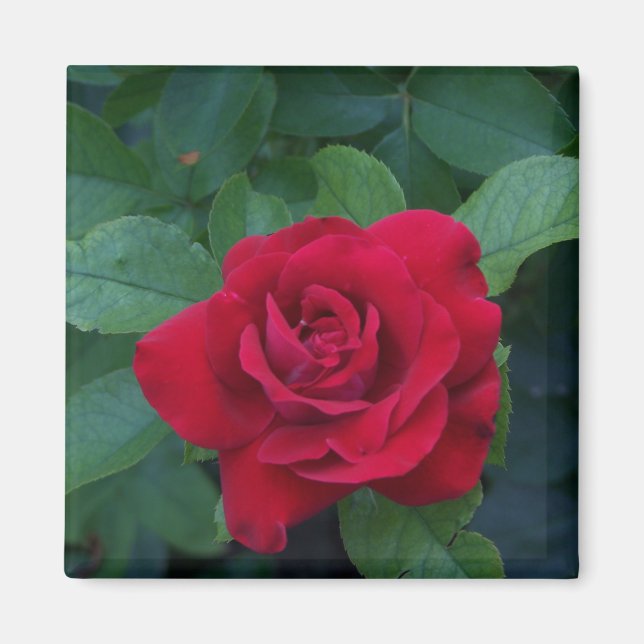 Rote Rose aus der Nähe Magnet (Vorne)
