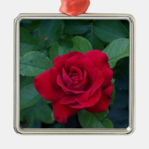 Rote Rose aus der Nähe Ornament Aus Metall