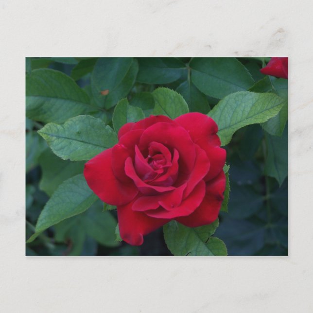 Rote Rose aus der Nähe Postkarte (Vorderseite)