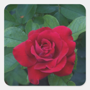 Rote Rose aus der Nähe Quadratischer Aufkleber