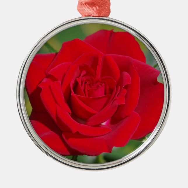 Rote Rose Beauty Silbernes Ornament (Vorne)