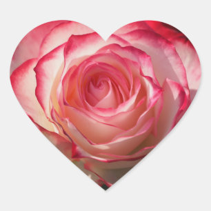 Rote Rose blühen Herz-Aufkleber