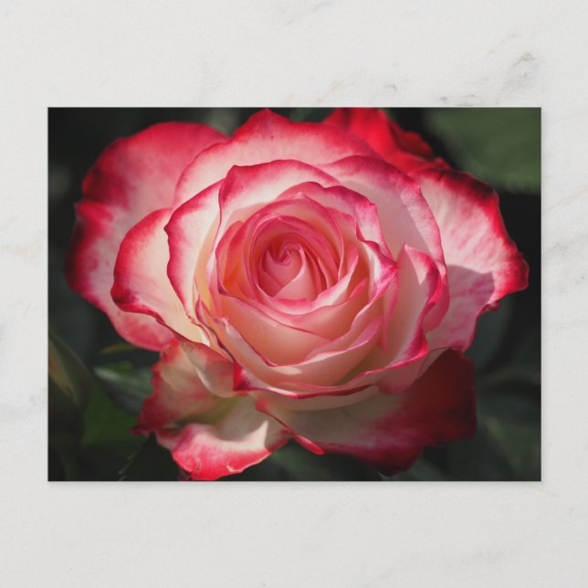 Rote Rose blühen Postkarte (Vorderseite)
