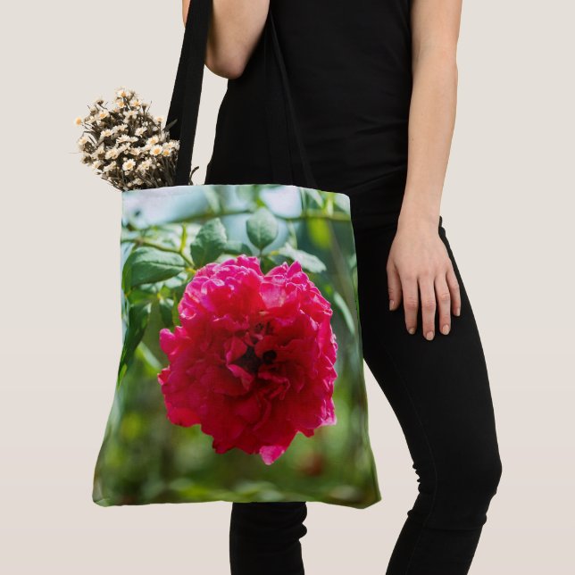 Rote Rose Blume (Von Nahem)