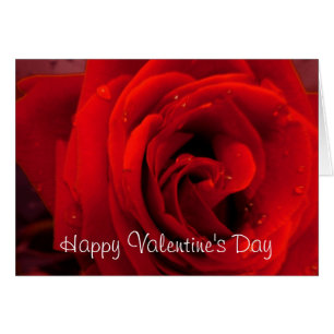 Rote Rose Blume