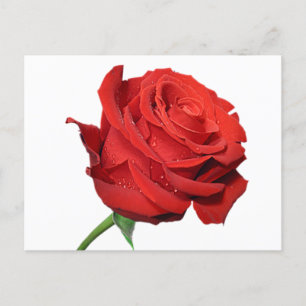 rote Rose Blume Blank Schwarze Post Card Postkarte