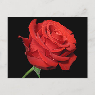 Rote Rose Blume Blankschwarz Postkarte