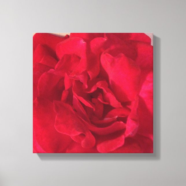 Rote Rose Blume Foto Schließen Leinwanddruck (Vorderseite)