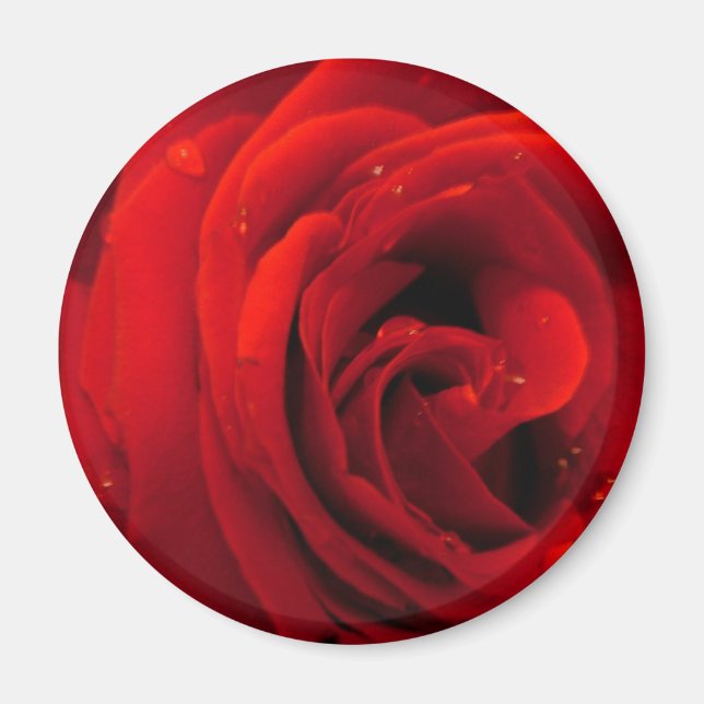 Rote Rose Blume Magnet (Vorne)