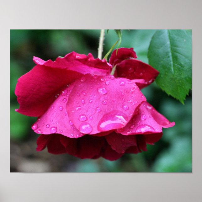 Rote Rose Blume und Seile Poster (Vorne)