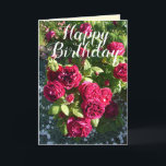 Rote Rose Blumengarten Blumengarten Rose Geburtsta Karte<br><div class="desc">Rote Rose Blumengarten Blumengarten Blume Herzlichen Glückwunsch Geburtstagskarte. Entworfen aus einem meiner ursprünglichen Blumengartenfotos & meine ursprüngliche Schrift,  genießen Sie!</div>