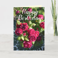 Rote Rose Blumengarten Blumengarten Rose Geburtsta