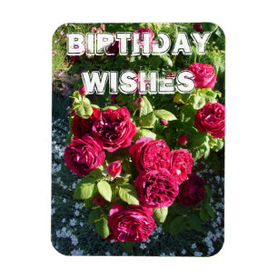 Rote Rose Blumengarten Blumenstrauß Geburtstag Magnet