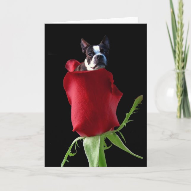Rote Rose Boston Terrier Grußkarte Karte (Vorderseite)