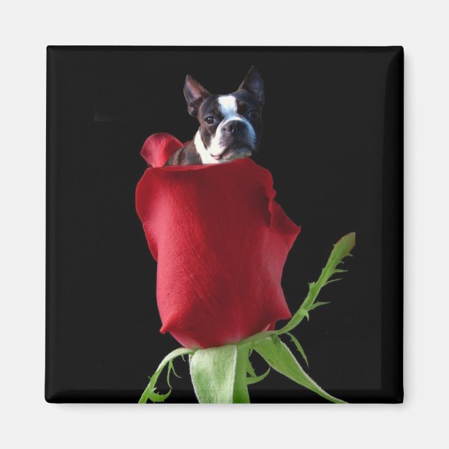 Rote Rose Boston Terrier Magnet (Vorne)