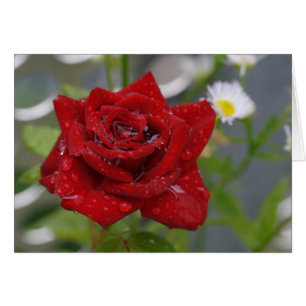 Rote Rose Bud