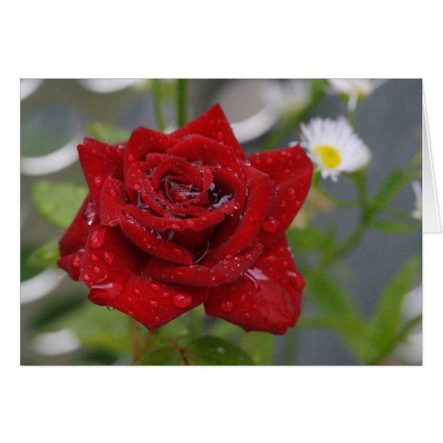 Rote Rose Bud (Vorderseite (Horizontal))