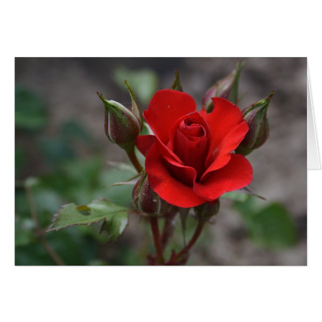 Rote Rose Bud (Vorderseite (Horizontal))