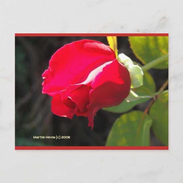 Rote Rose Bud | Blue Beach Song™ Postkarte (Vorderseite)