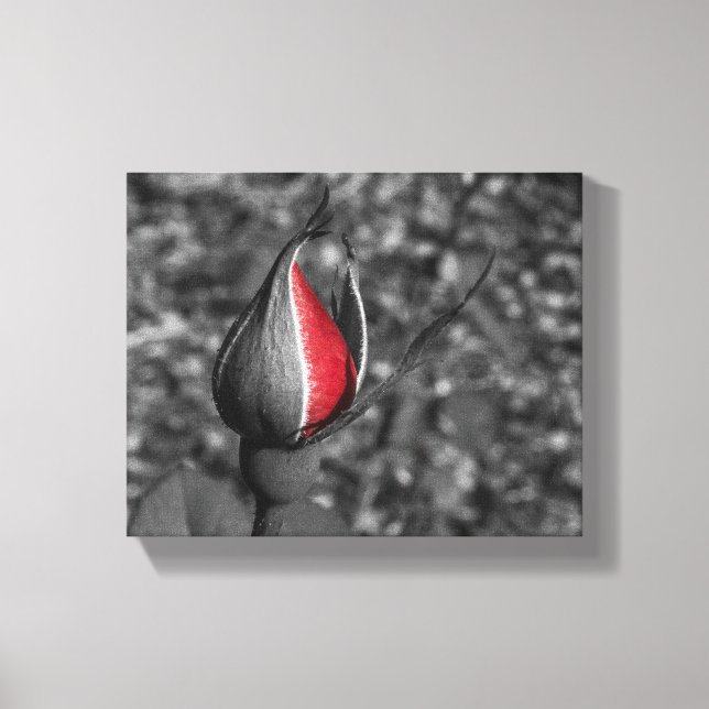 Rote Rose Bud Leinwand (Vorderseite)