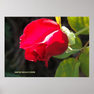 Rote Rose Bud Poster