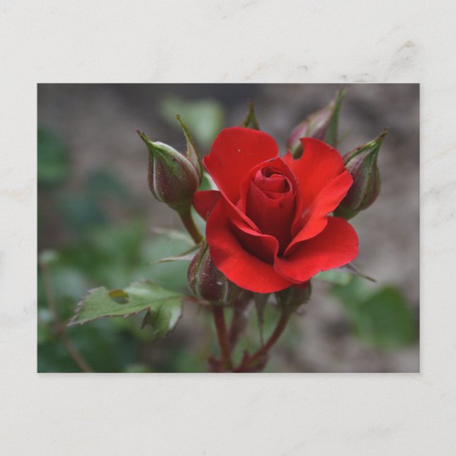 Rote Rose Bud Postkarte (Vorderseite)
