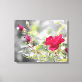 Rote Rose Bush Stretched Canvas Print Leinwanddruck