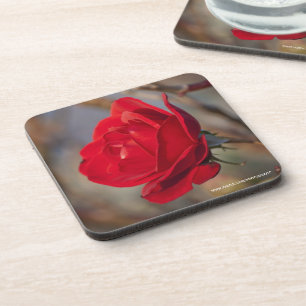 Rote Rose Cork Untersetzer