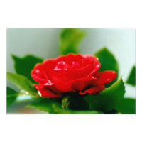 Rote Rose der Leidenschaft mit Taubstropfen