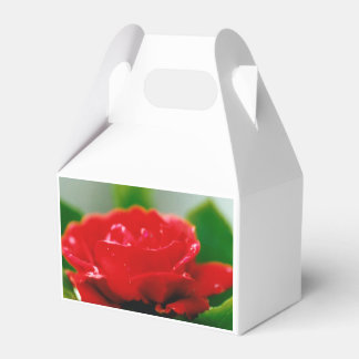 Rote Rose der Leidenschaft mit Taubstropfen Geschenkschachtel