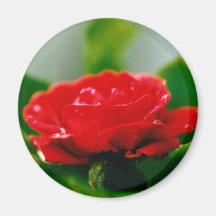 Rote Rose der Leidenschaft mit Taubstropfen Magnet