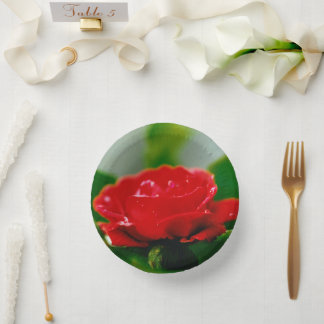 Rote Rose der Leidenschaft mit Taubstropfen Pappteller