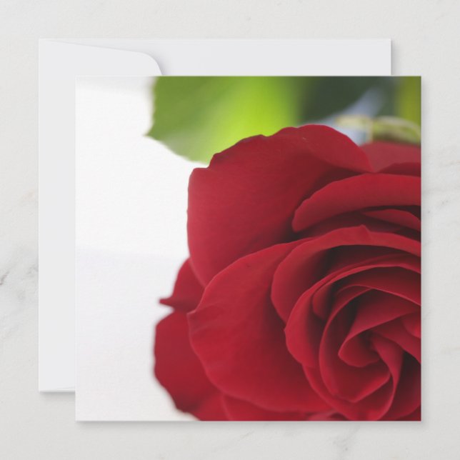 Rote Rose der Textflachkarte durch helle Farben (Vorderseite)