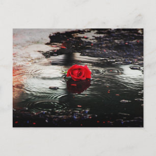 Rote Rose des Single im Regen Postkarte