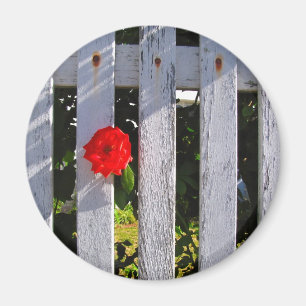 Rote Rose des Zaunes Magnet