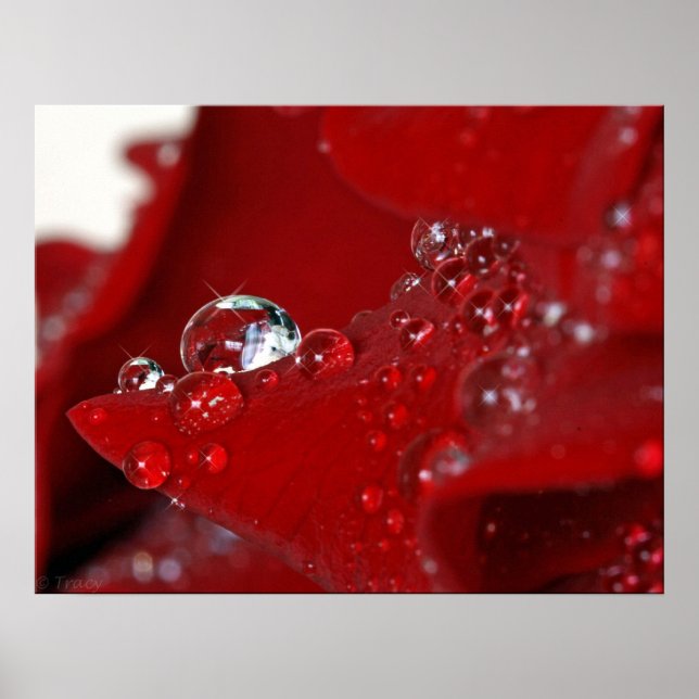 Rote Rose Diamonds Poster (Vorne)