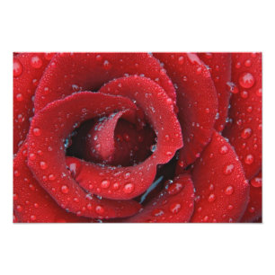 rote Rose, die mit einem Tief bedeckt ist und Grab Fotodruck