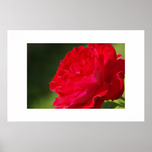 Rote Rose - Drucken Poster