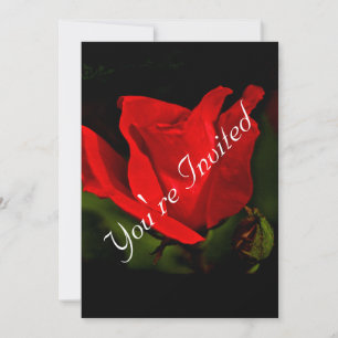 Rote Rose_Dunkle Leidenschaft_Einladung_Sie sind e Einladung