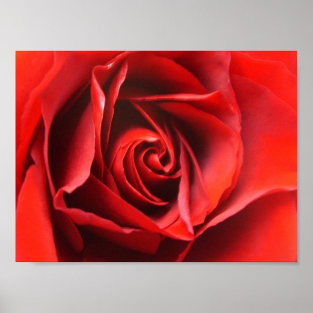Rote Rose Elegance Poster (Vorne)