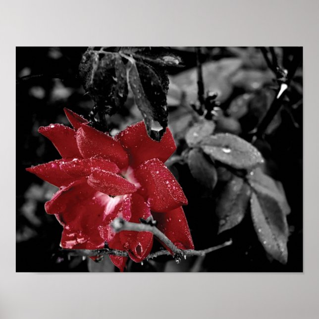 Rote Rose Farbe Splash Foto Poster (Vorne)
