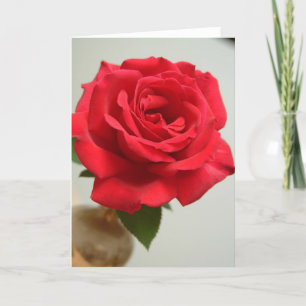 Rote Rose Feiertagskarte